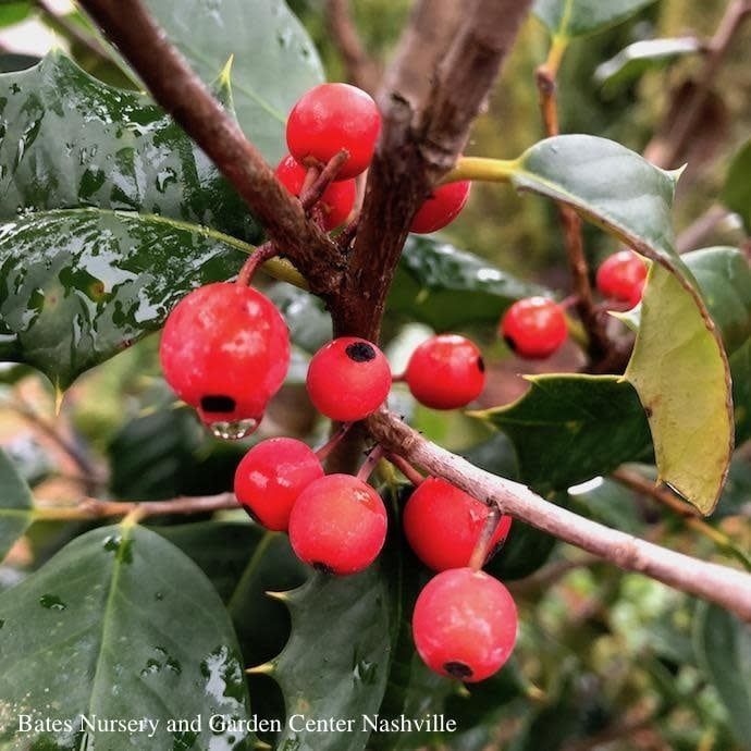#15 Ilex opaca Satyr Hill/ American Holly (female) Native (TN)