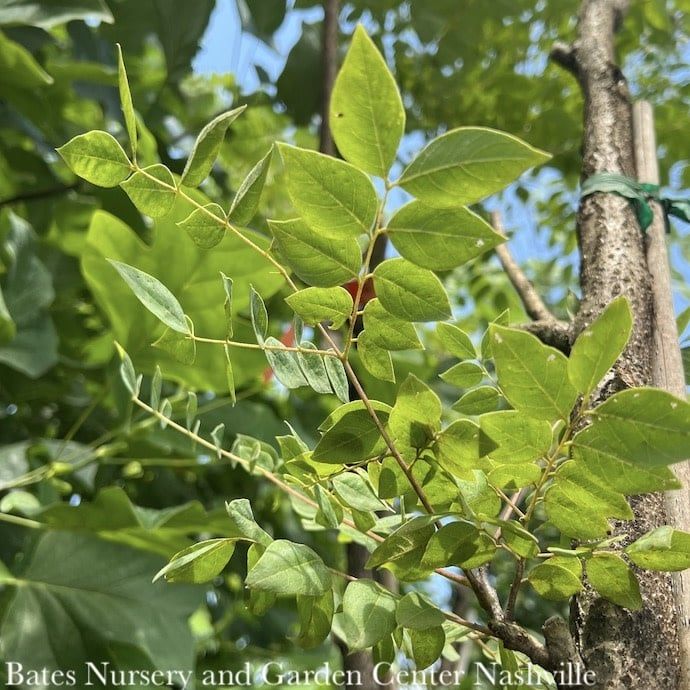 #15 Gymnocladus dio McKBranched &#39;DECAF&#39;/ Kentucky Coffeetree  Native (TN)
