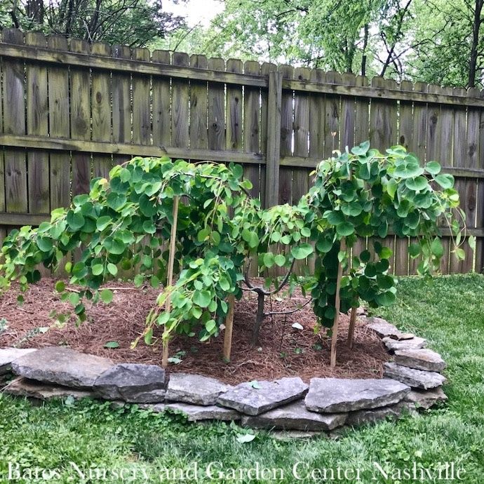 #6 Cercidiphyllum japonicum Morioka Weeping/ Katsura