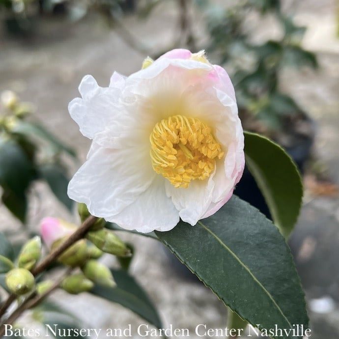 #3 Camellia x  Winter&#39;s Star White - No Warranty