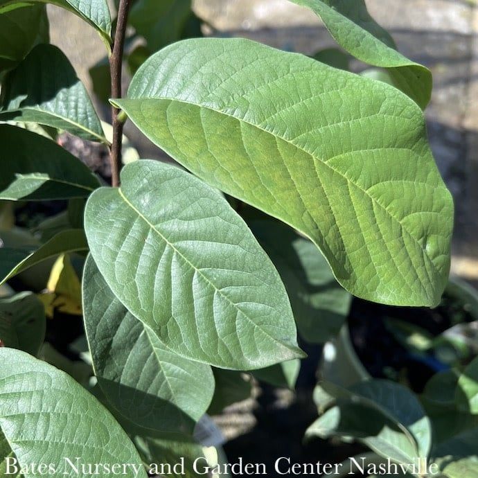 Edible #10 Asimina triloba/ Paw Paw Native (TN)