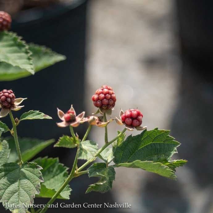 Edible #2 Rubus x SL Osage/ Thornless Blackberry