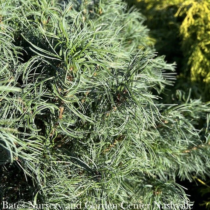 #3 Pinus strob Mini Twists/ Dwarf Contorted Eastern White Pine Native (TN) - No Warranty