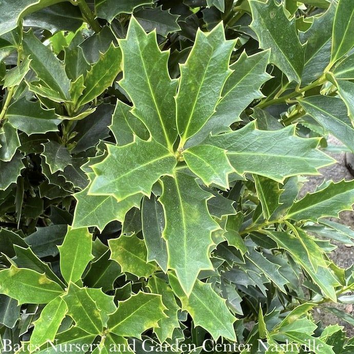 #7 Ilex x SL Oakland/ Red Holly (self-fertile)