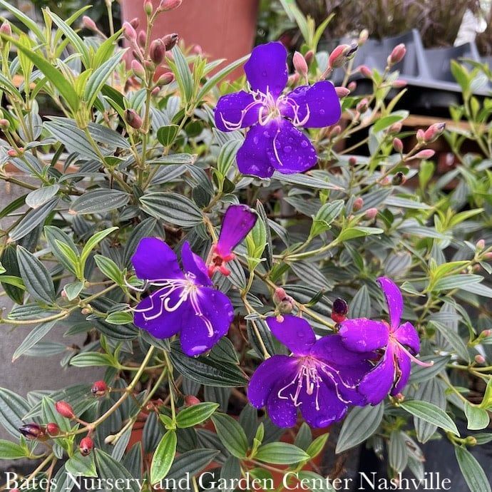 10p! Tibouchina / Princess Flower Bush Form /Tropical