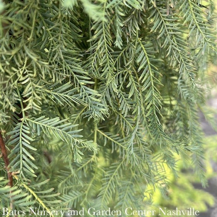 #15 Metasequoia glypto Miss Grace/ Weeping Dawn Redwood