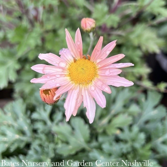 #1 Dendranthema Hillside Pink Sheffield/ Chrysanthemum