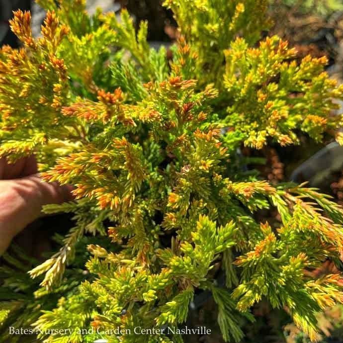 LPP(4p) Juniperus horiz Gold Strike/ Creeping Juniper