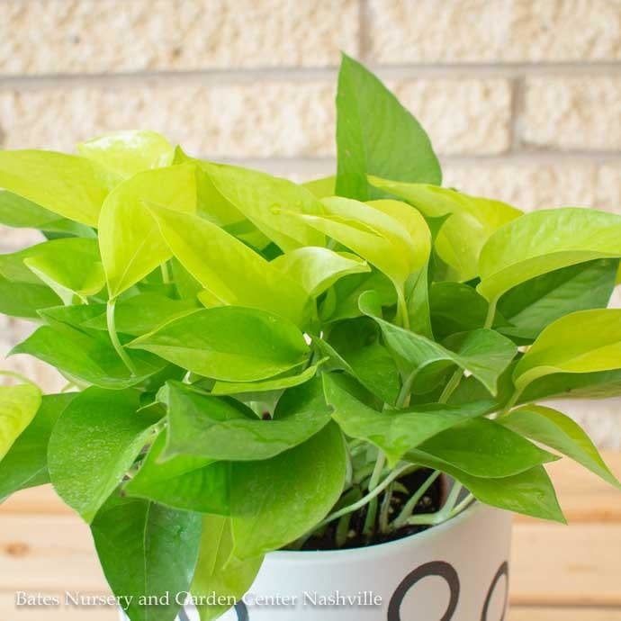 6p! Pothos Neon /Devil's Ivy /Tropical