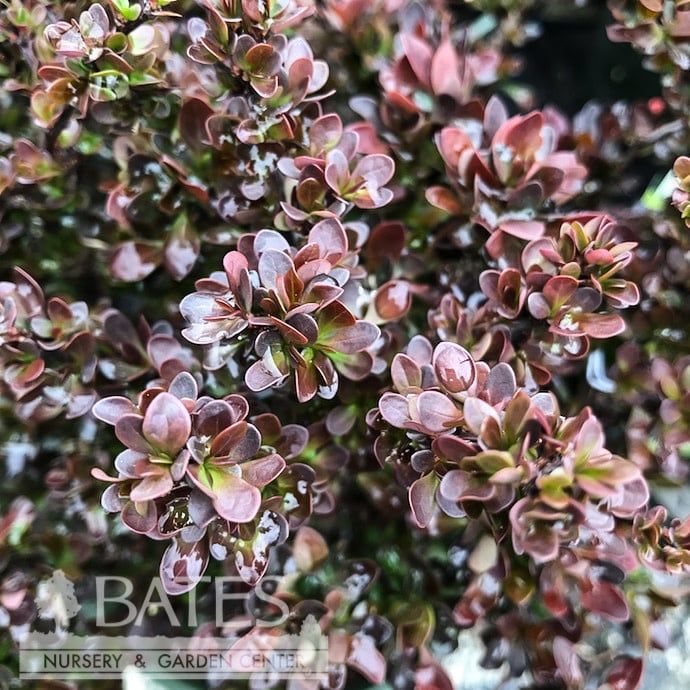 #2 Berberis thun Pygmy Ruby/ Barberry