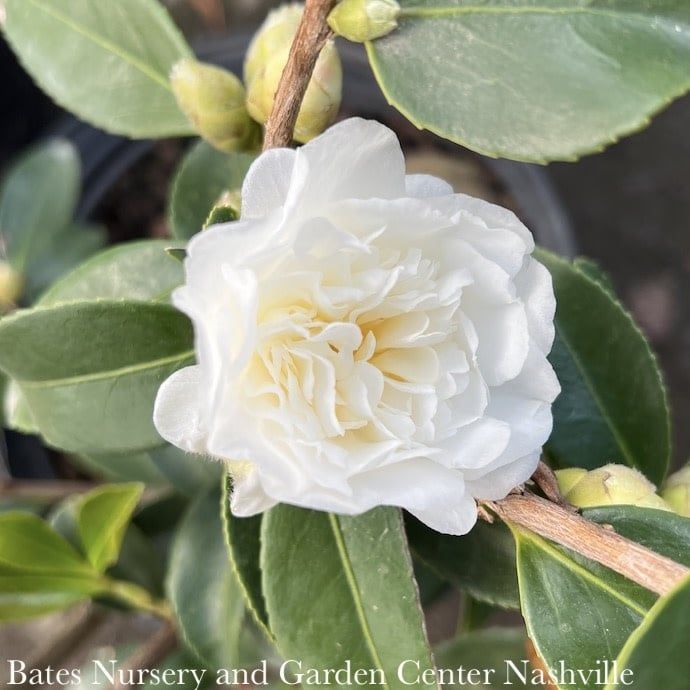 #3 Camellia x Snow Flurry/ White - No Warranty