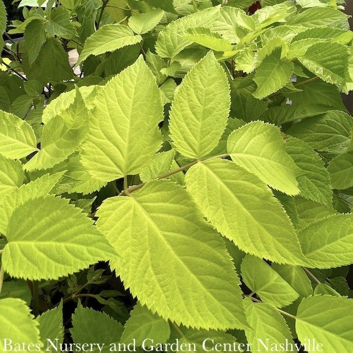 #1 Aralia cord AB Sun King/ Golden Japanese Spikenard