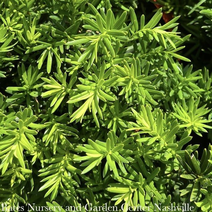 #3 15" Taxus x media Densiformis/ Dense Yew