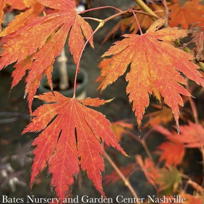 #6 Acer x pse Arctic Jade/ Korean Maple