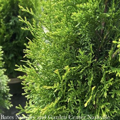 6 Thuja occ Smaragd/Emerald Green Arborvitae