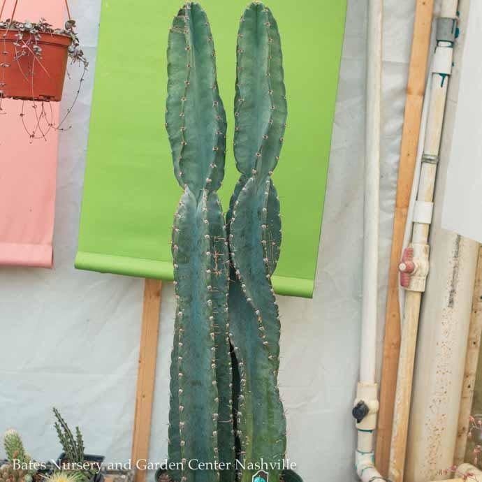 10p! Cactus Cereus Peruvians  /Tropical