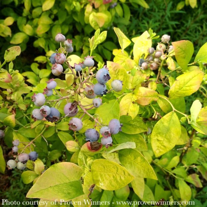 Edible #1 Vaccinium cory PW Sky Dew &#39;Gold&#39;/ Northern Highbush Blueberry Native (TN)