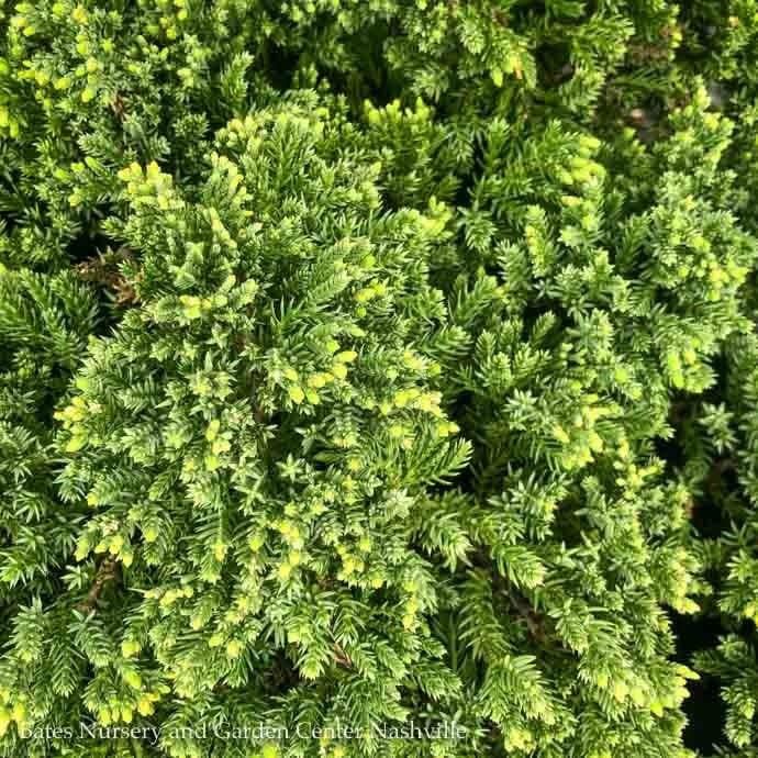 #1 Juniperus proc Nana/ Dwarf Japanese Garden Juniper