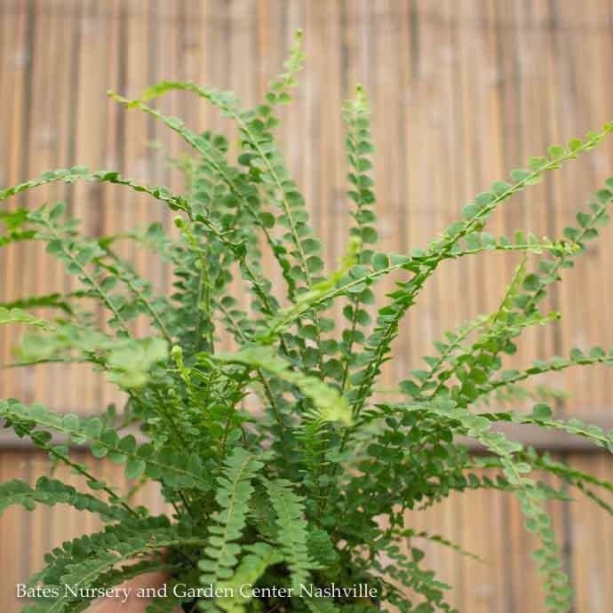 4p! Fern - Lemon Button /Tropical