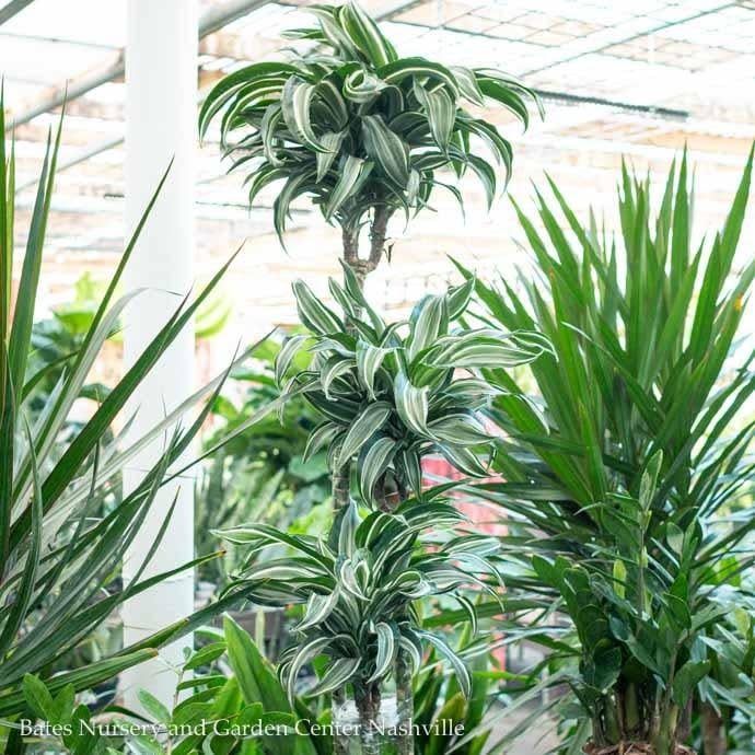 10p! Dracaena Jade Jewel Cane 3-2-1 /Tropical