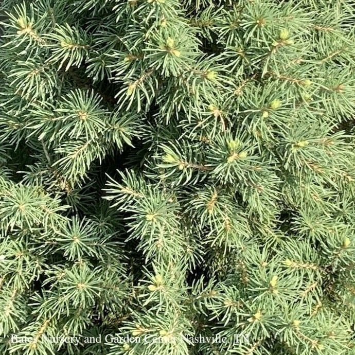 Topiary Spiral #10 Picea glauc Conica/ Dwarf Alberta Spruce - No Warranty