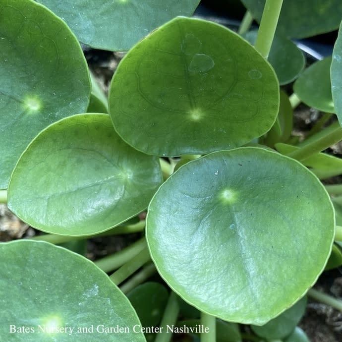 4p! Pilea peperomioides / Chinese Money Plant /Tropical