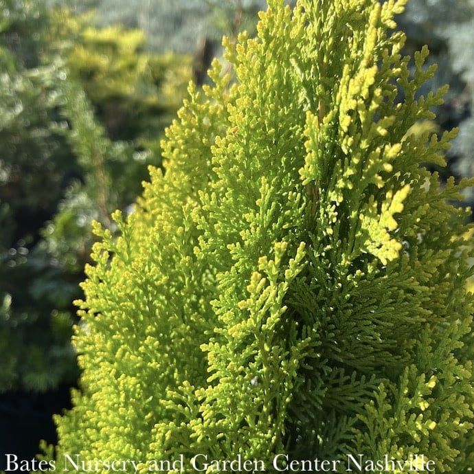 #3 Thuja orientalis Morgan/ Dwarf Arborvitae