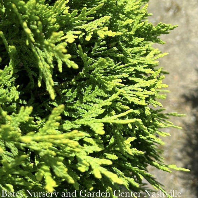 #5 Thuja occ Danica/ Dwarf Globe Arborvitae