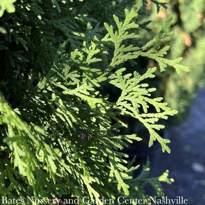 #6 Thuja occ Rushmore/ Columnar Arborvitae