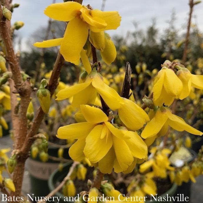 #2 Forsythia x intermedia Magical Gold (Kolgold)