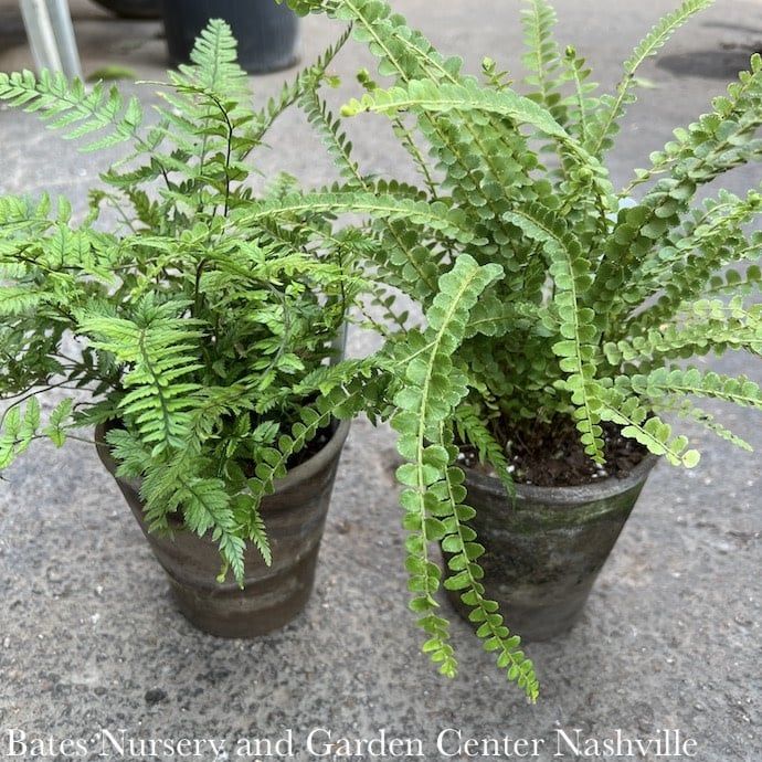 5.5p! Fern Assortment  in Grey Clay Pot /Tropical