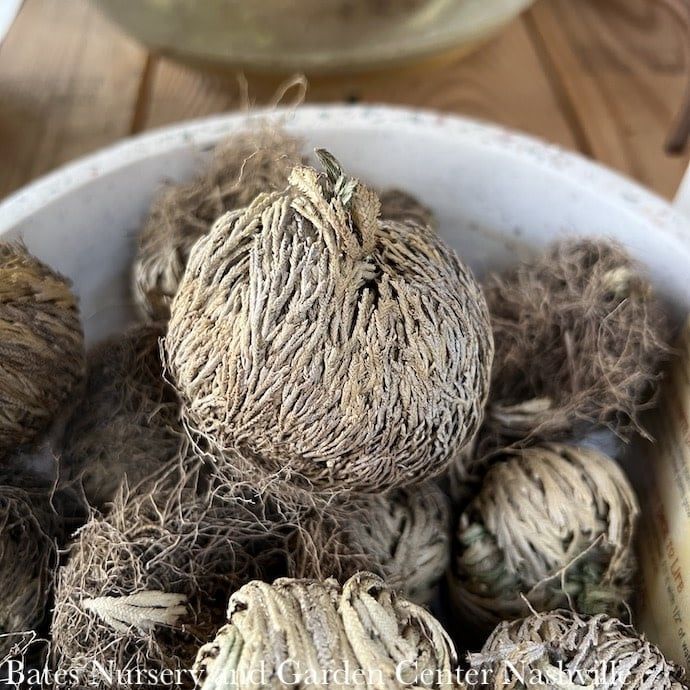 3p! Resurrection Plant Moss  /Tropical