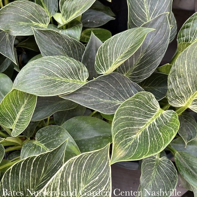 5.5p!/6p! Philodendron Birkin /Tropical