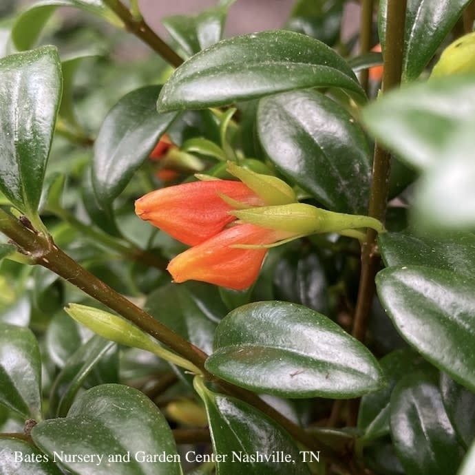 4p! Columnea /Goldfish Plant /Tropical