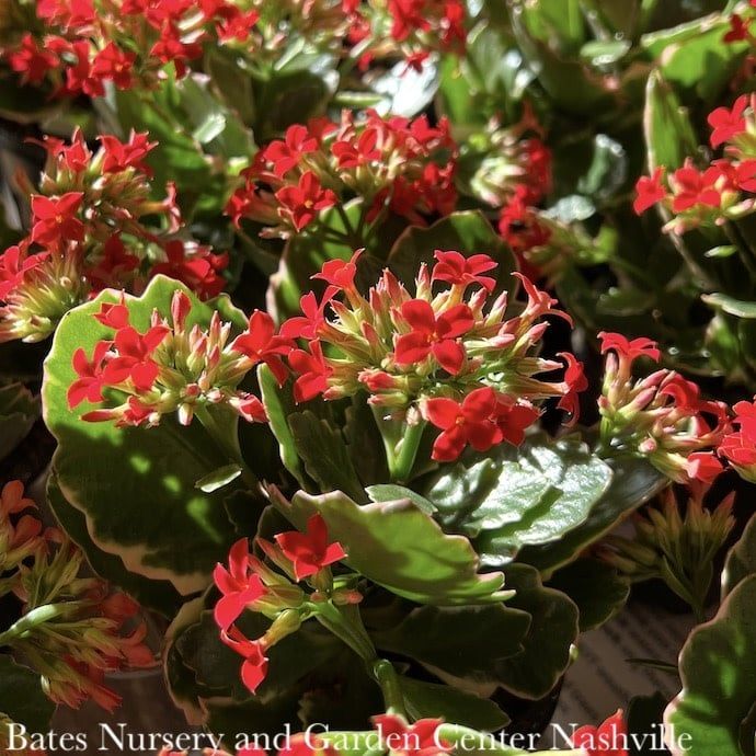 4p! Kalanchoe Kandy Kane /Succulent Tropical