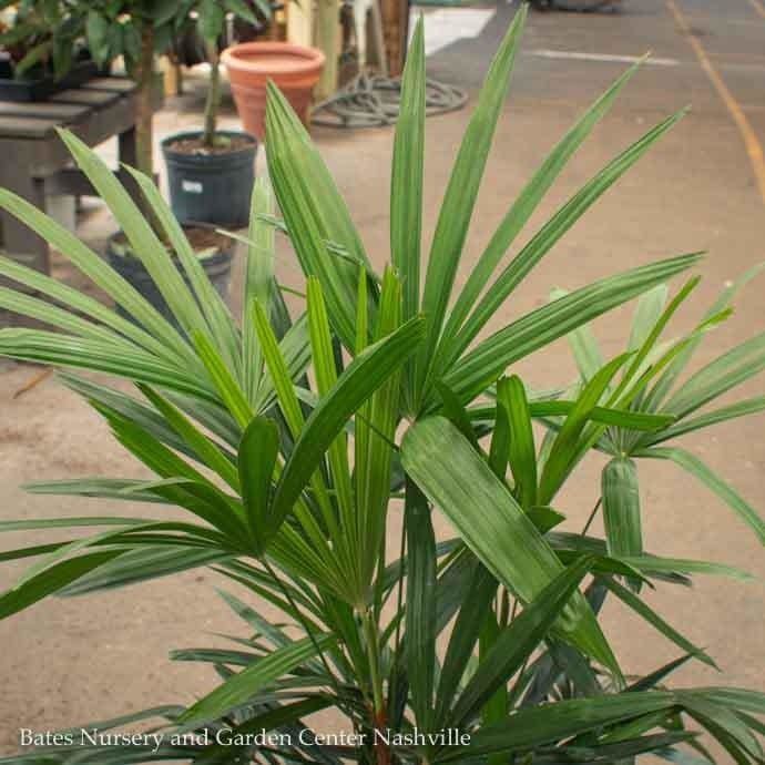 10p! Palm Rhapis excelsa / Lady Palm /Tropical