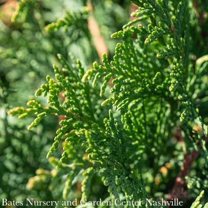 #10  Thuja x Tiny Tower/ Columnar Arborvitae
