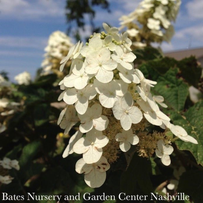 #2 Hydrangea quer Munchkin/ Dwarf Oakleaf Native (TN)