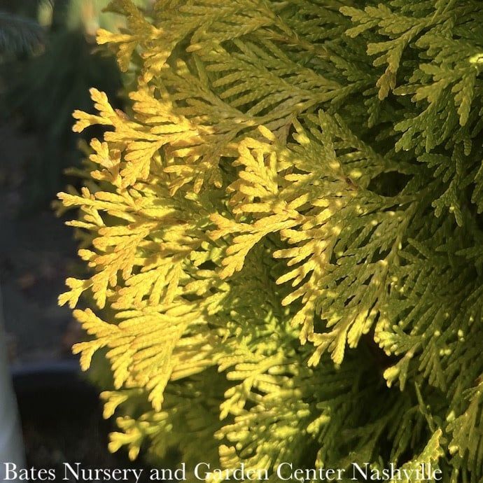 #6 Thuja occ Jantar/ Columnar Amber Gold Arborvitae