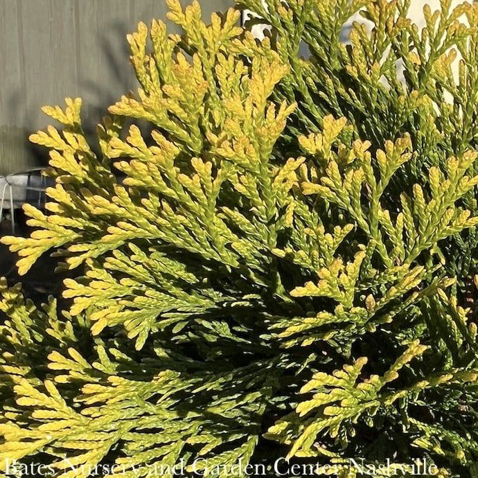 #5 Thuja occ Highlights &#39;Janed Gold&#39;/ Pyramidal Arborvitae