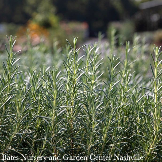 QP Rosmarinus officinalis Arp/ Rosemary - No Warranty