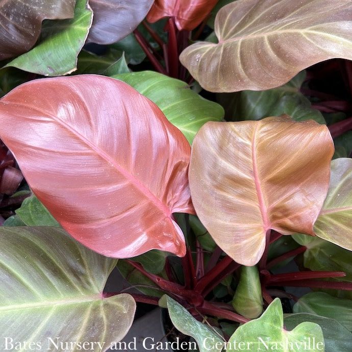 6p! Philodendron McColley&#39;s Finale /Tropical