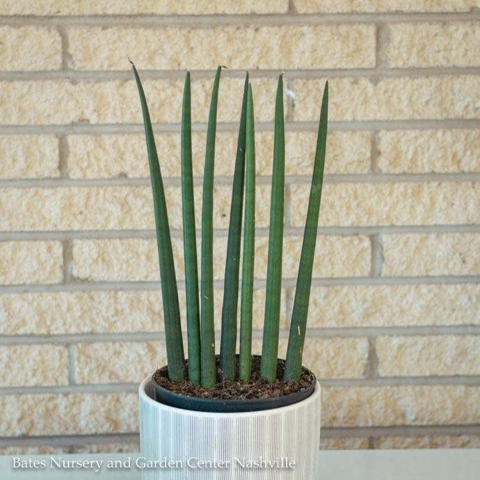 6p! Sansevieria Cylindrica /Snake Plant /Mother-in-Law Tongue /Tropical