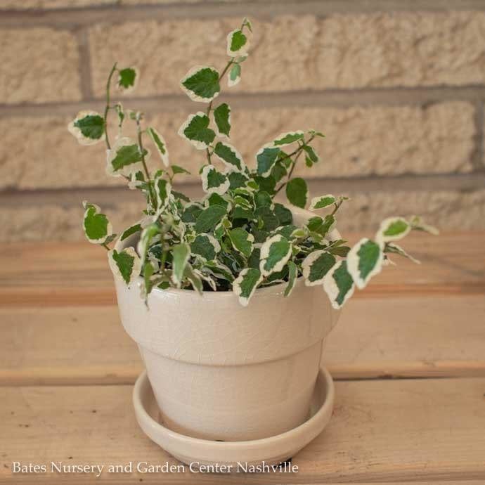 4p! Ficus Bellus /Variegated Creeping Fig /Tropical