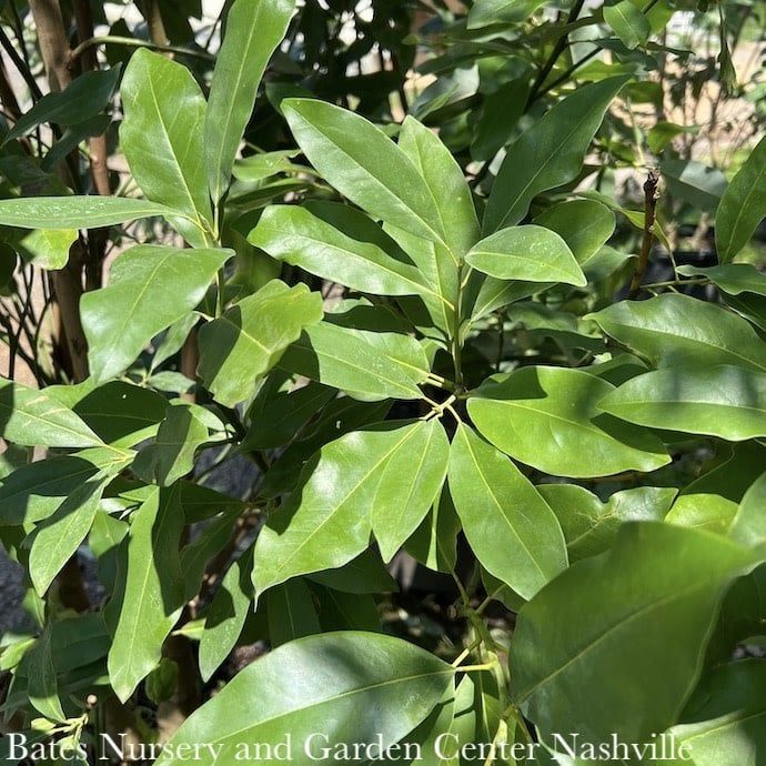 #15 Magnolia virginiana/  MULTI STEM Deciduous Sweetbay Native (TN)