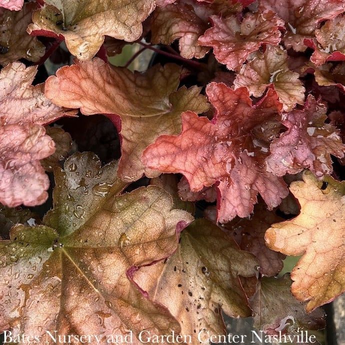 #1 Heuchera x Peach Flambe/ Coral Bells