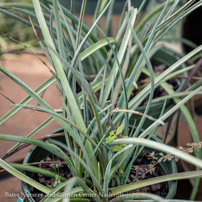 #2 Hesperaloe parv Brakelights/ Red Yucca