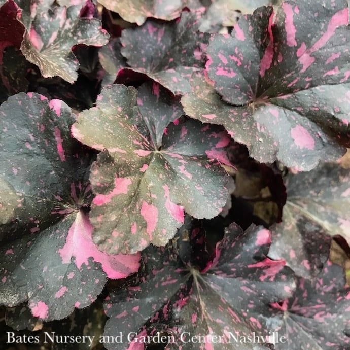 #1 Heuchera x Midnight Rose/ Coral Bells