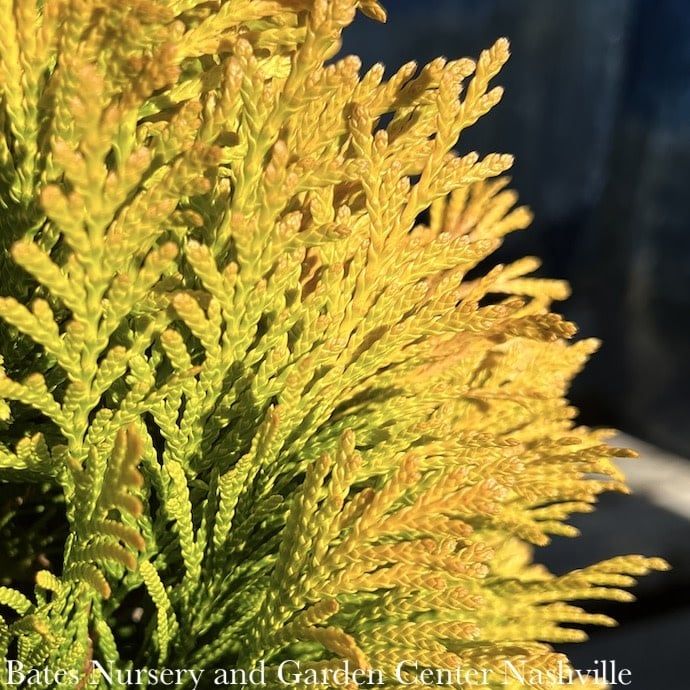 #3 Thuja plicata SL &#39;4EVER&#39; Forever Goldy/Pyramidal Arborvitae