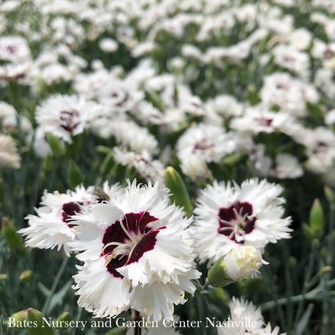 #1 Dianthus x Whetman&#39;s Star Single &#39;Stargazer&#39;/ White Maroon